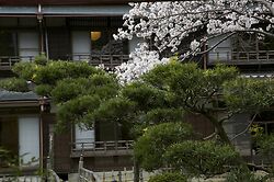 Nanten En Onsen Blossom