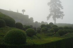 Marqueysaac Boxwood