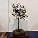 Rare upright flowering Prunus mume (Japanese plum)