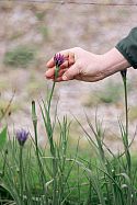 Salsify (Tragopogon porrifolius) often referred to as the oyster plant or purple goat’s beard