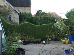 Thuja Hedge 2
