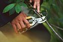 Niwaki Daikiba Secateurs