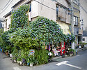 Morning Glory, Tokyo side street