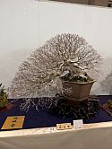Korean hornbeam bonsai: There were many majestic junipers, this gorgeously-ramified Korean Hornbeam, stunning Chinese quince, elegant and dynamic White Pine in all habits, and so many more to enjoy, spend time learning from, and to admire