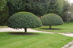 Prunus Lusitanica
