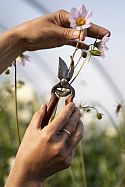 Niwaki Mini Secateurs