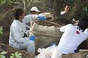 Rootballing A Japanese White Pine 5