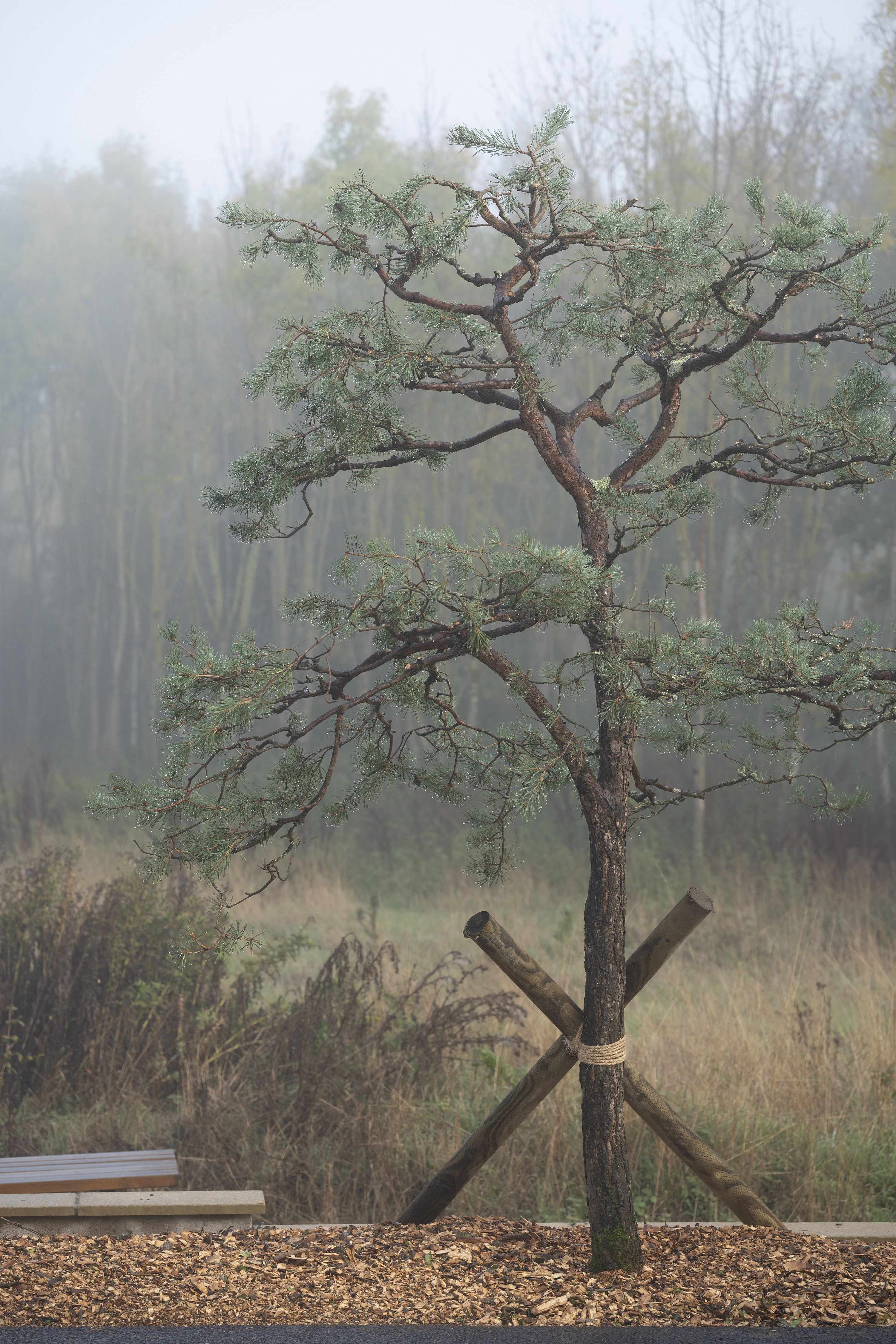 Harvard trees to Niwaki HQ Oct 22-70