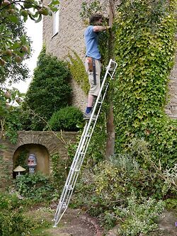 Garden Ladder