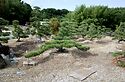 A Nice Black Pine, Pinus Thunbergii