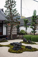 Myoren-ji with the unidentified evergreen at the back