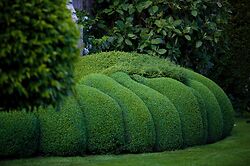 Topiary clipping guide instructions how to