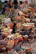 Collection of succulents at Beth Chatto’s house