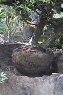 Rootballing A Japanese White Pine 4