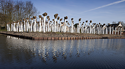 White Willows