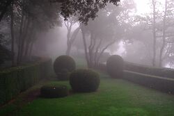 Marqueysaac Topiary
