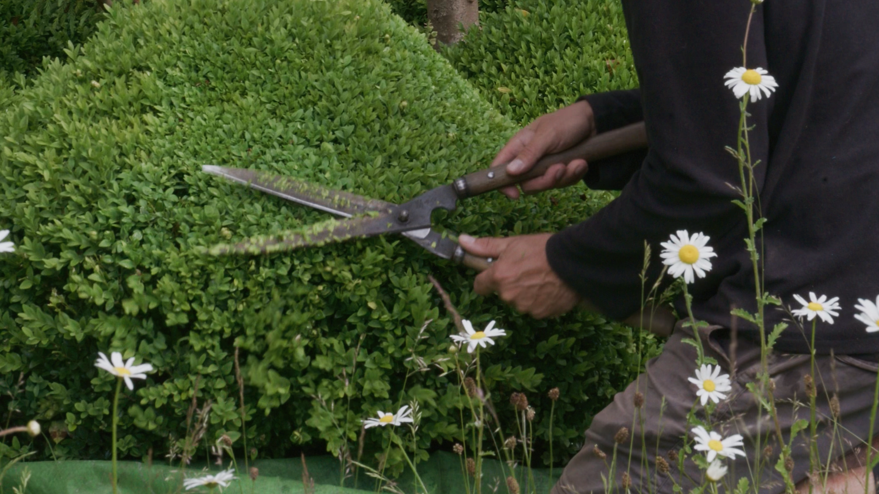 Clipping Season