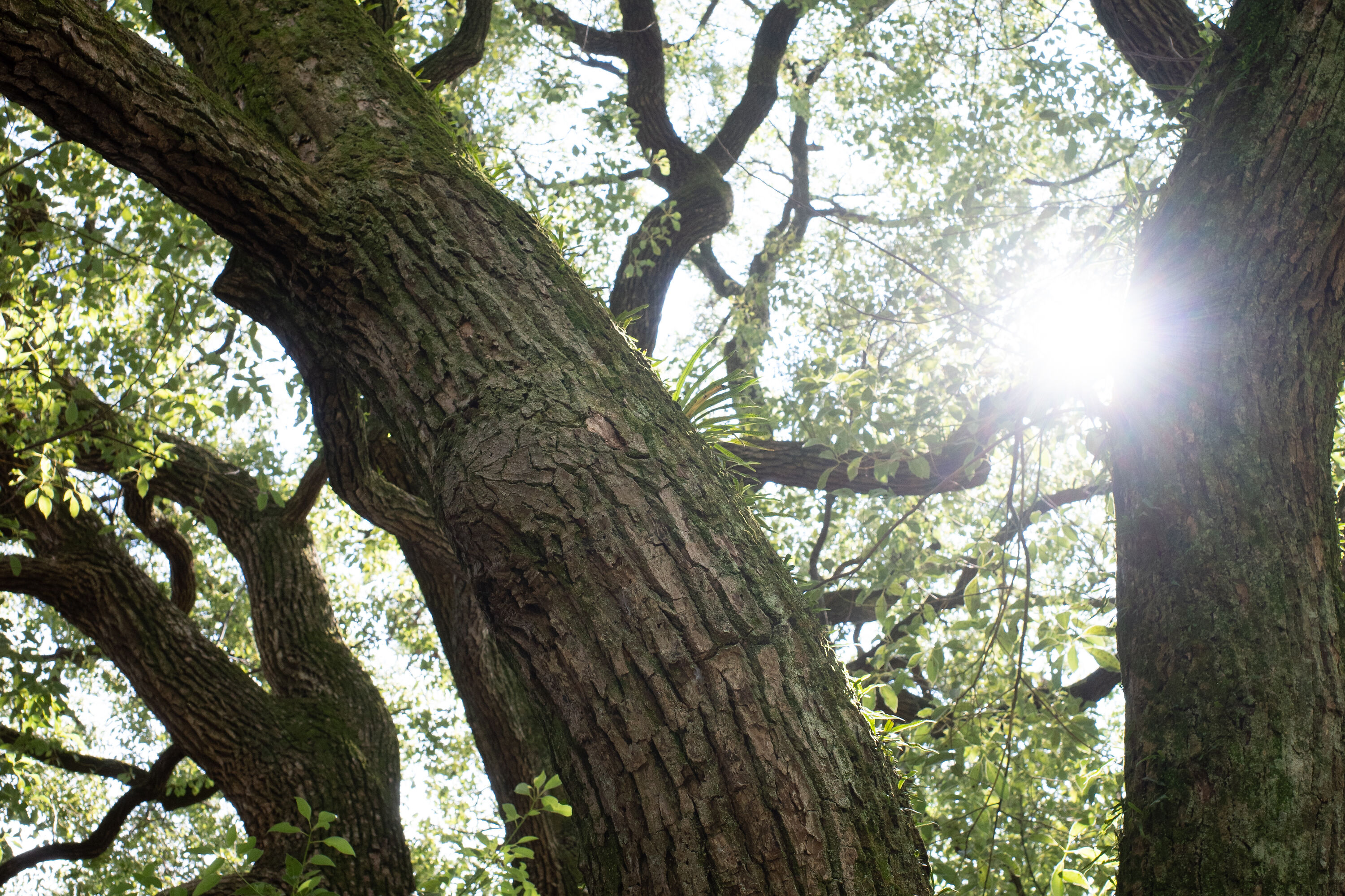 Camphor-Tree