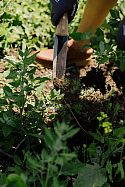 Hori Hori Pro weeding in the garden