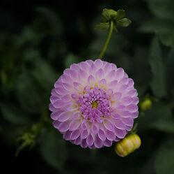 Black Shed Flowers