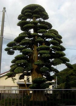 Niwaki Podocarpus