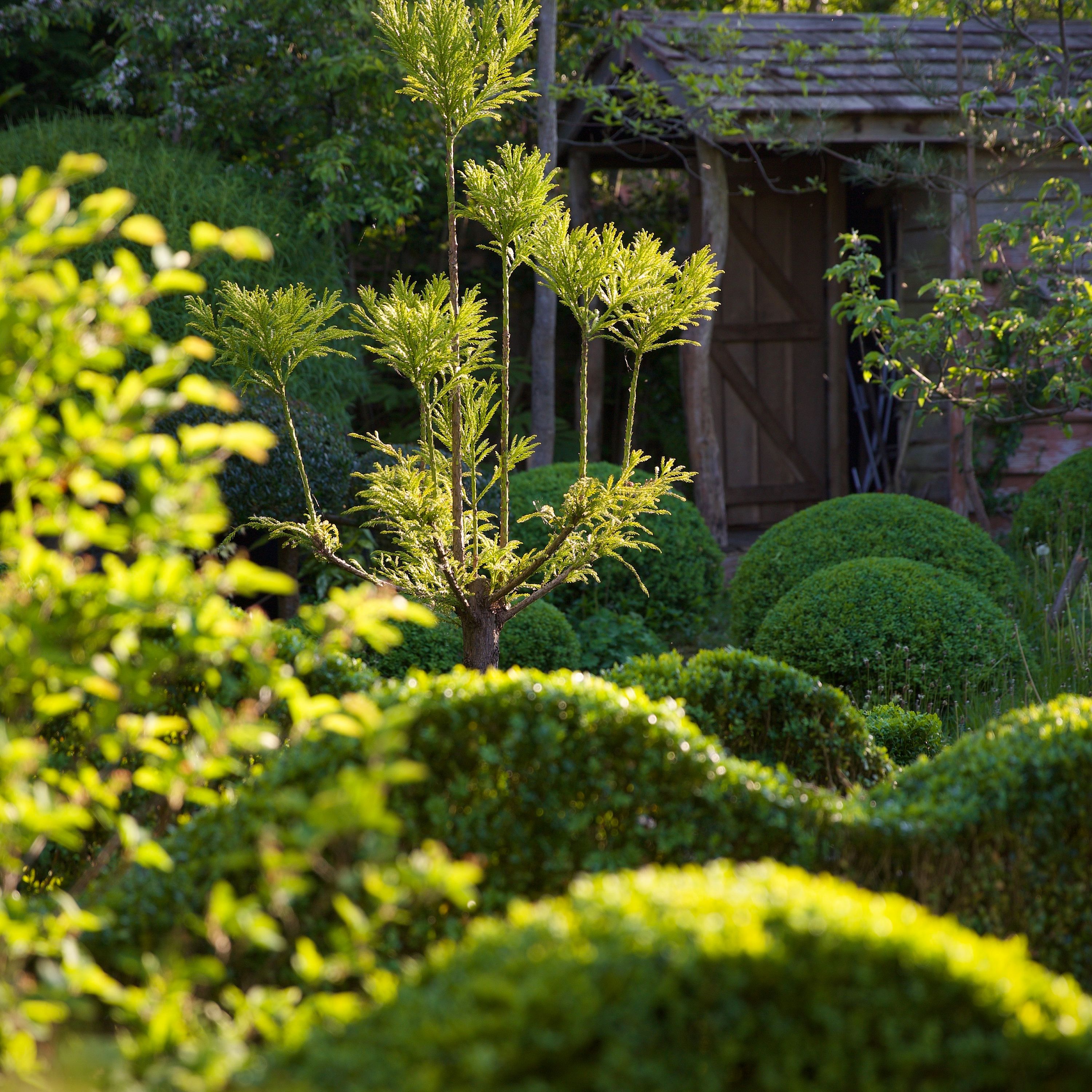 Jake Hobson’s garden in the evening light