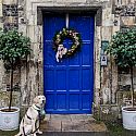 Niwaki HQ Workshops:Wreath Making