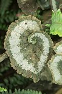 Begonia ‘Escargot’ at the Butterfly House