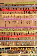 Hanging pupae (chrysalides) in the metamorphosis zone at the Butterfly House