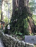 Large Cryptomeria Shrine