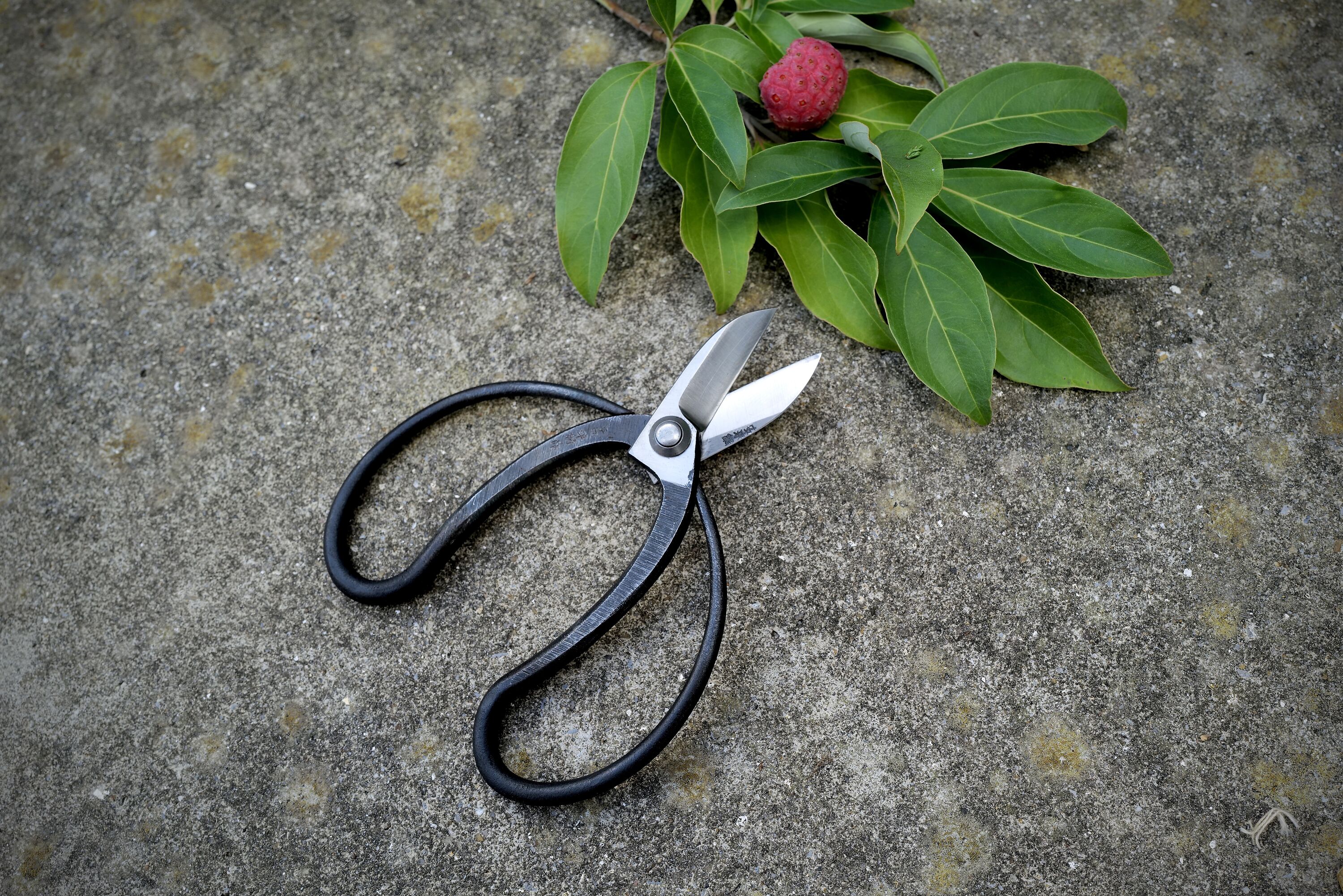 Taira Koryu Scissors for flowers arranging