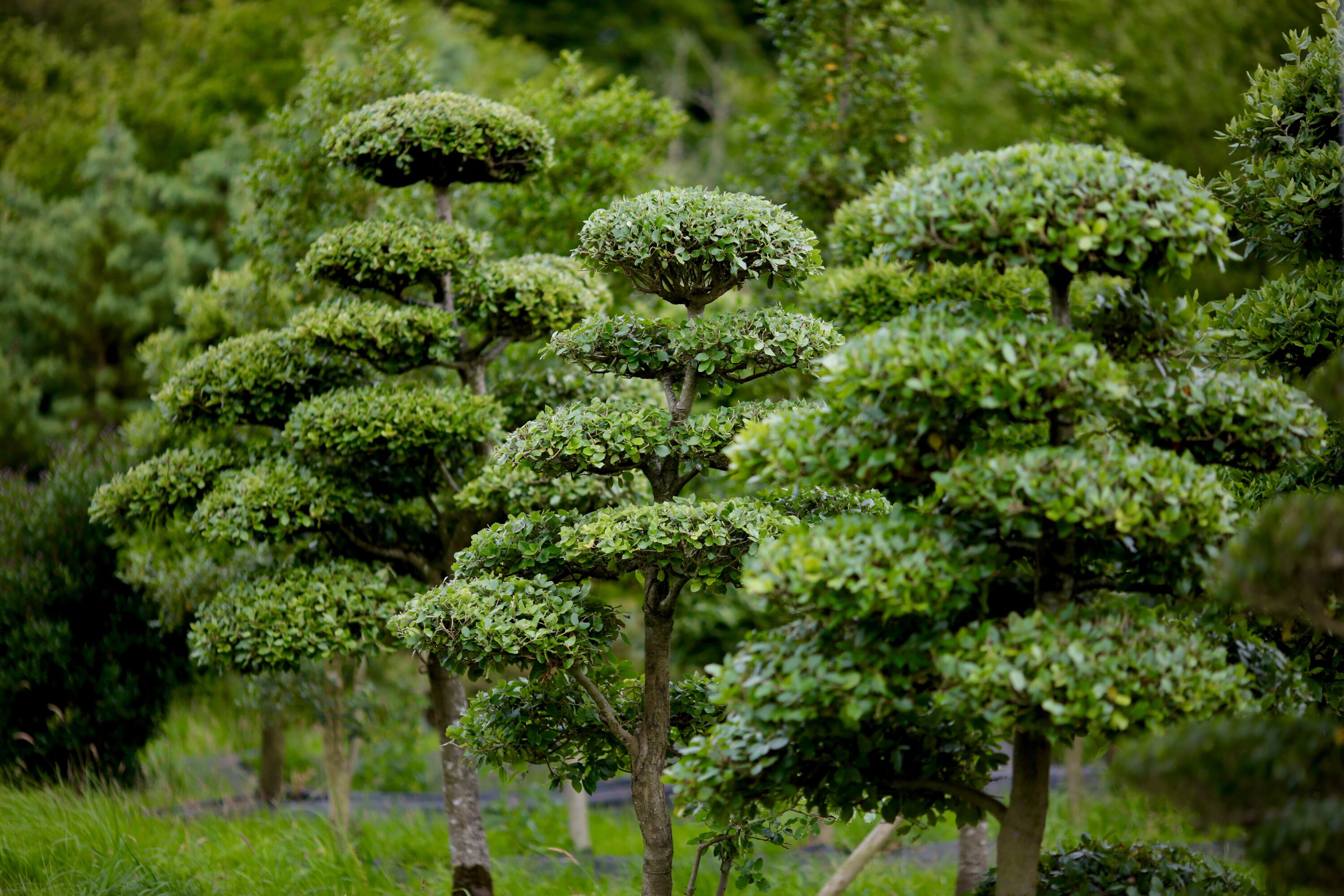 Behold The Holm Oaks