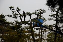 Pine Pruning At Nanshu Ji 2
