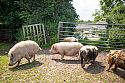 Petalon pigs