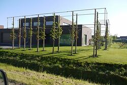 Pleached Cubes