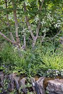 Niwaki at RHS Chelsea Flower Show 2026