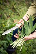 Foraging for wild garlic with S-Type Hori Hori-2