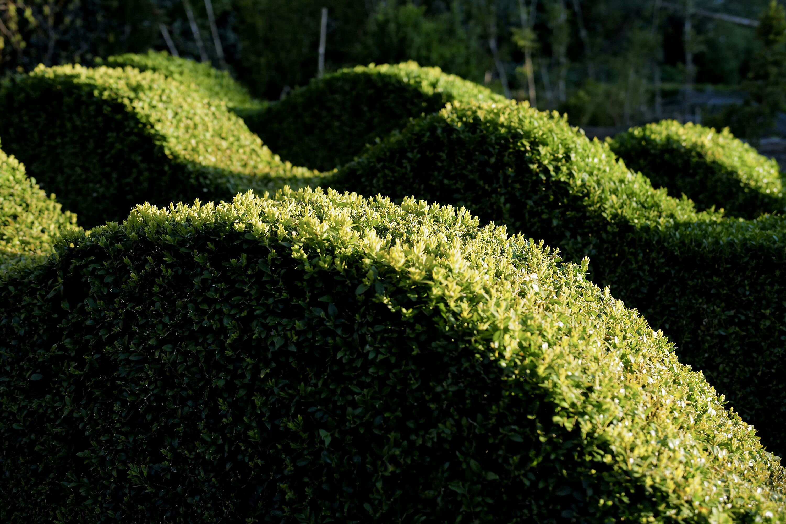 Rolling Box Hedge Niwaki Hakari Clippers