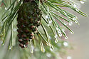 Nemawashi in November: pine cone