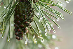 Nemawashi in November: pine cone