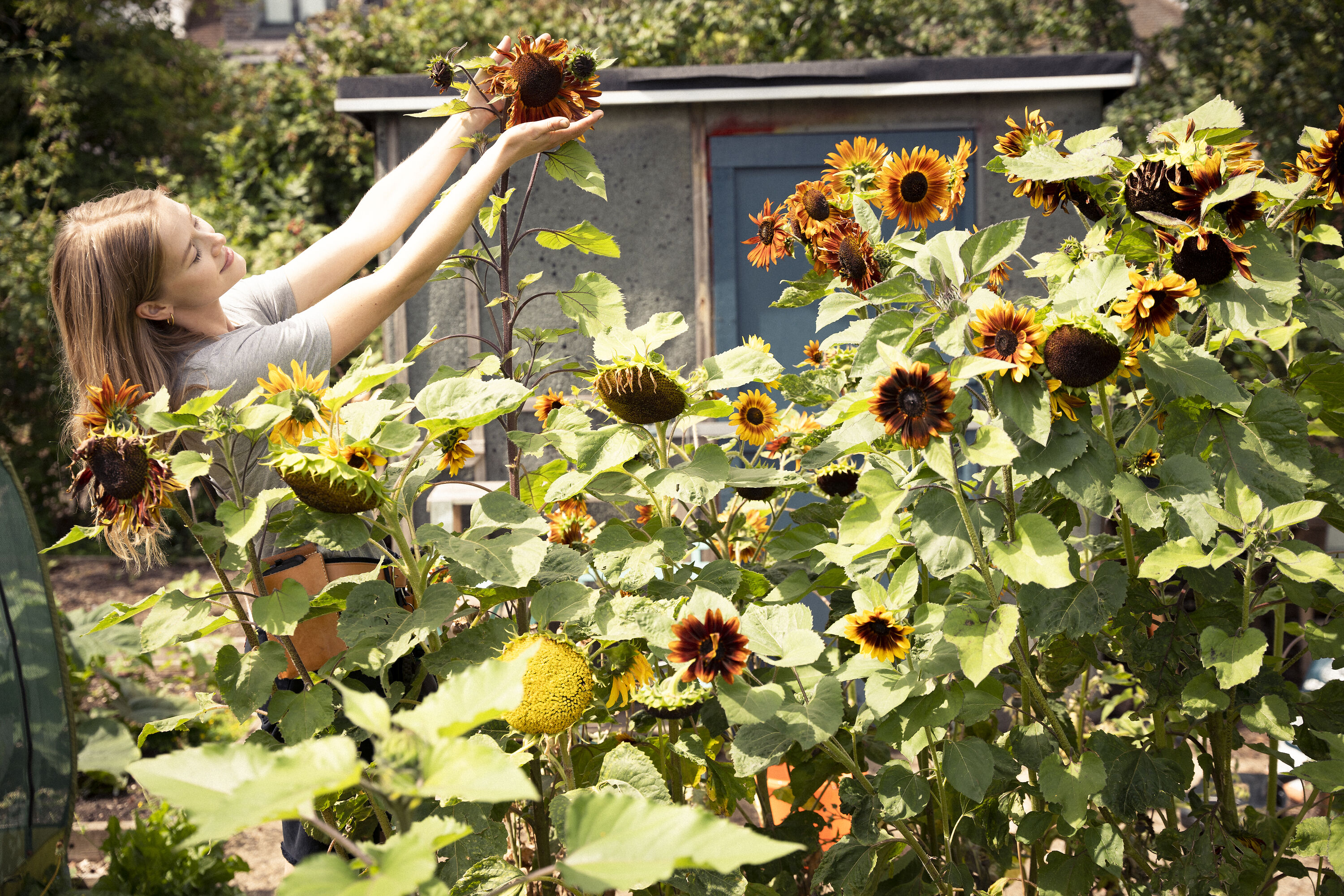 Allotment sunflowers