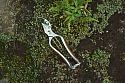 Kurumi Secateurs
