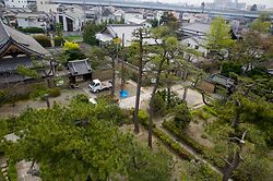 Pine Pruning At Nanshu Ji 8