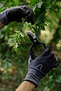 Niwaki Sentei Secateurs