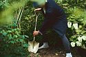 Niwaki Golden Spade
