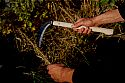 White paper steel cuts effortlessly through grasses and more