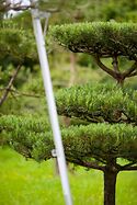 Pinus Sylvestris