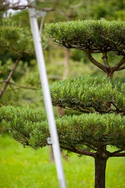 Pinus Sylvestris