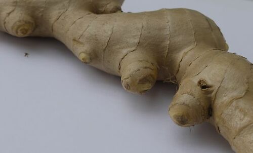 Ginger