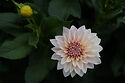 Black Shed Flowers